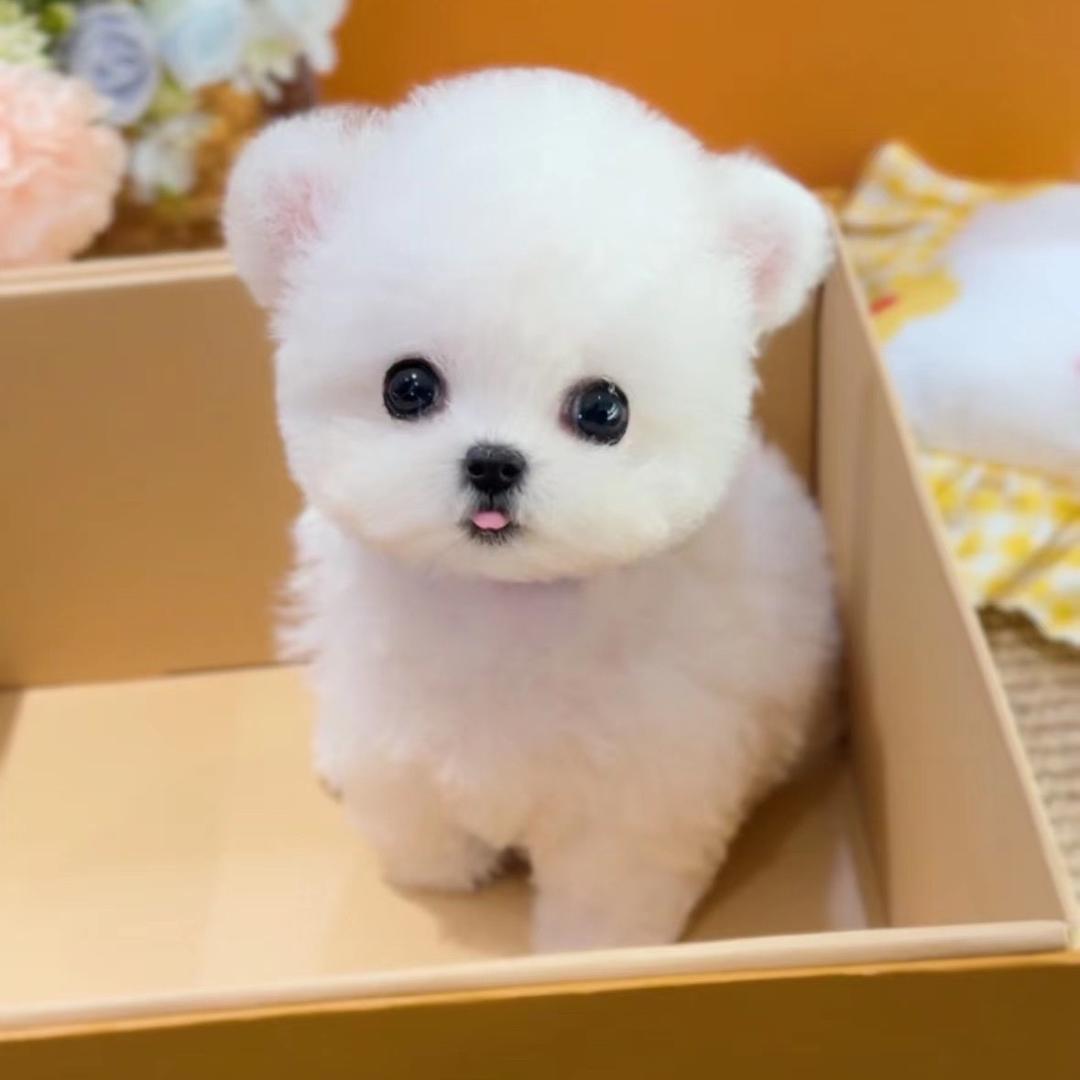 杭狗猫柠宠物