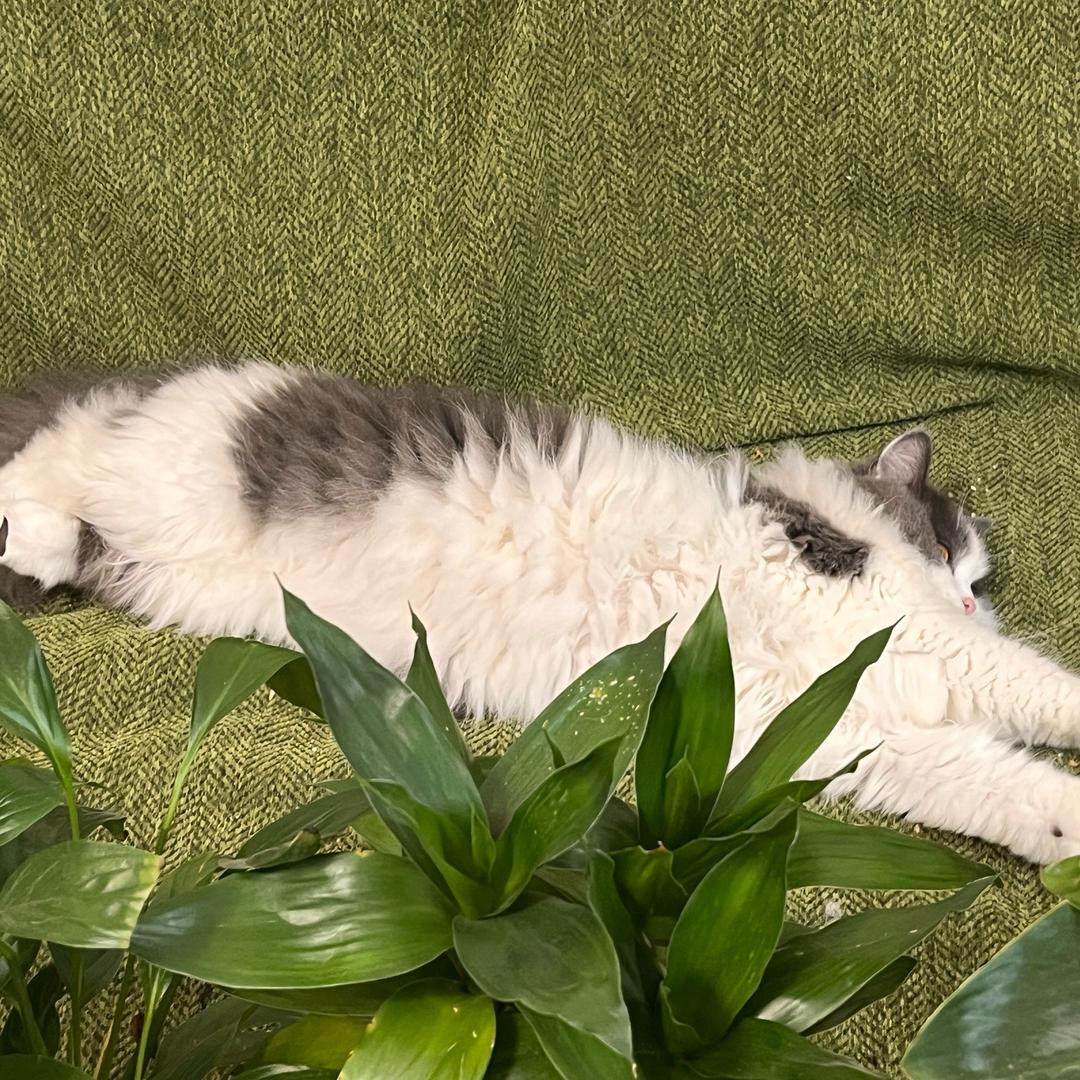 苦瓜是只猫
