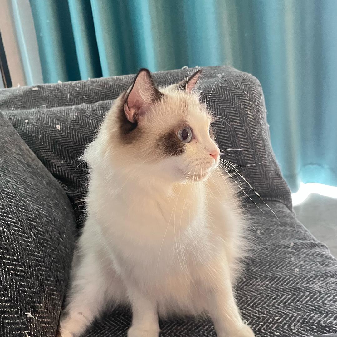 炸毛薯条ᜊ ᜊ🍟