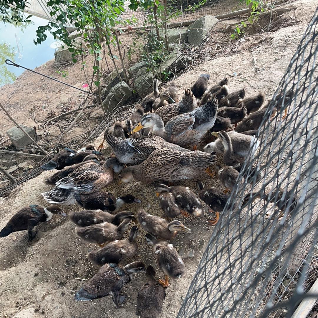 郭郭新农人种养一体化