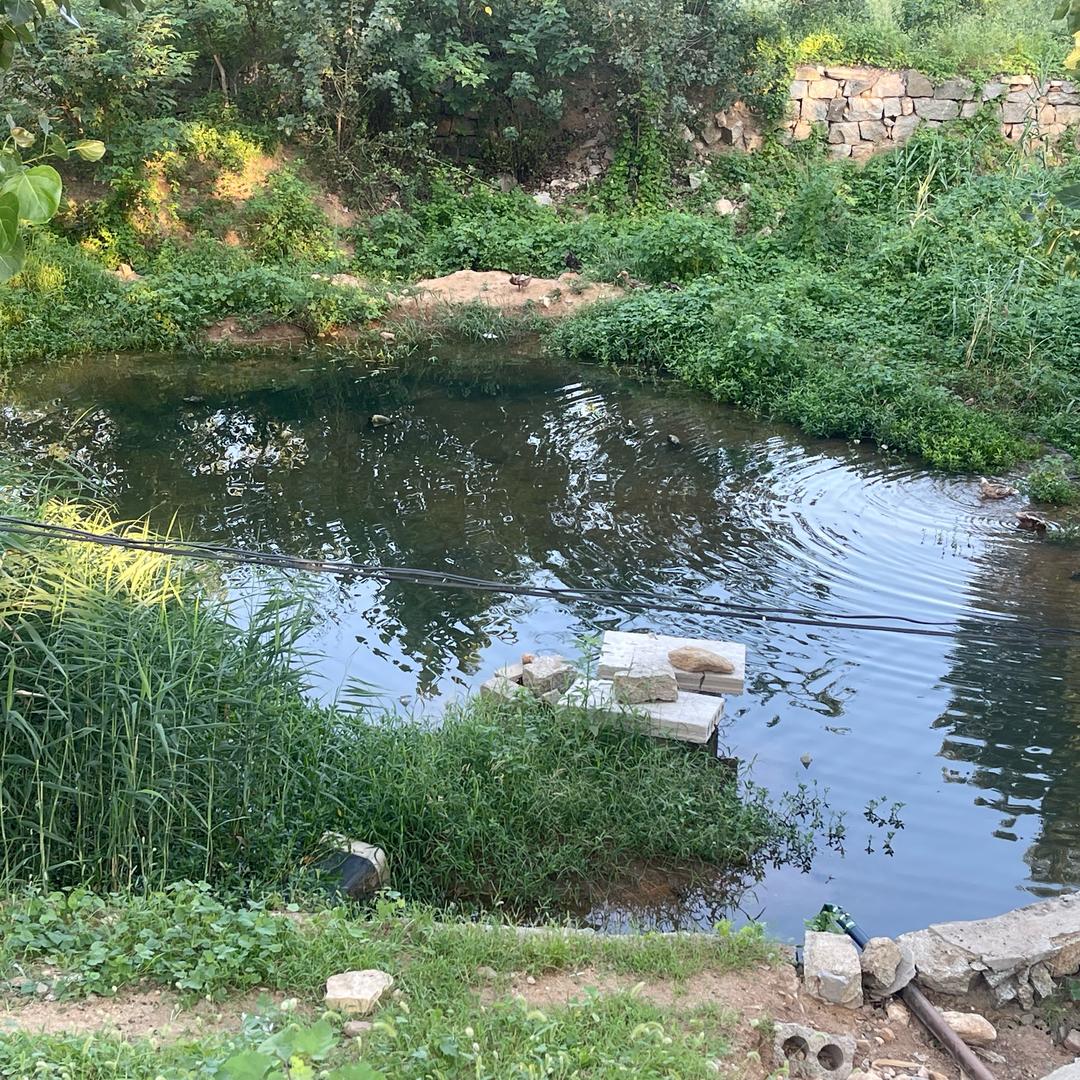 呆呆🐟鱼
