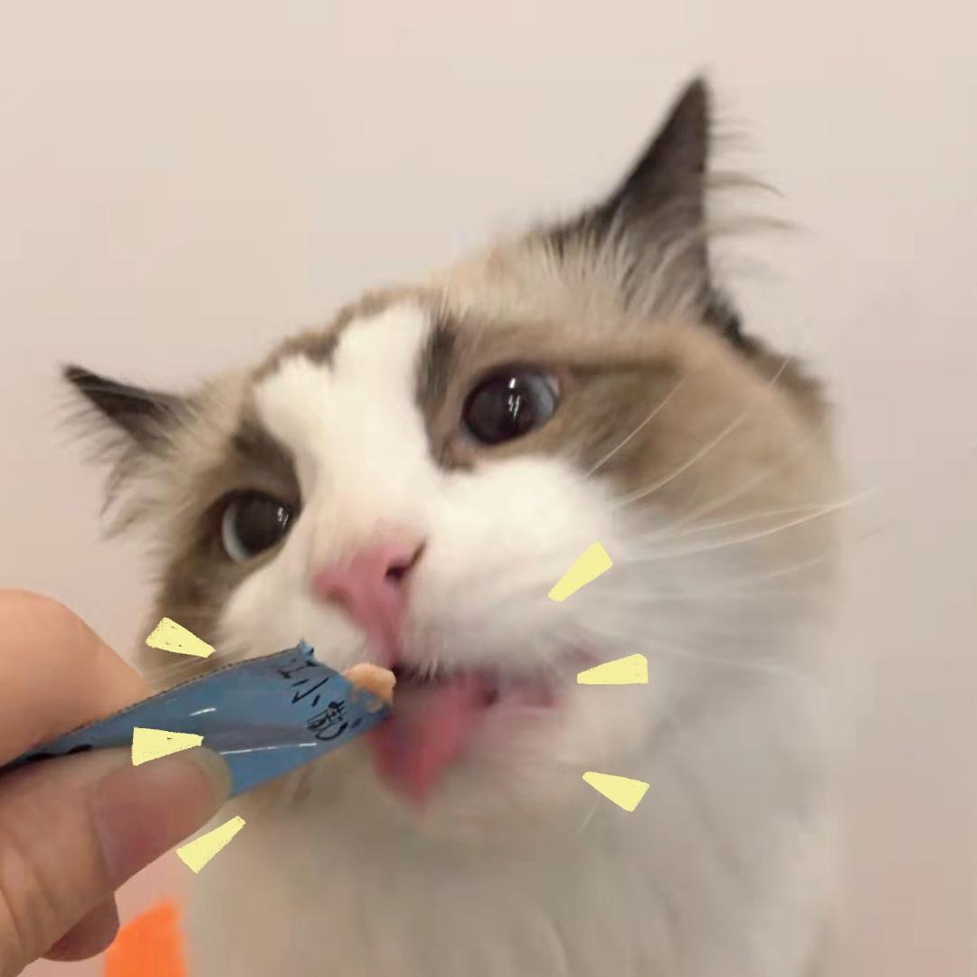 爱舔酸奶的猫咪