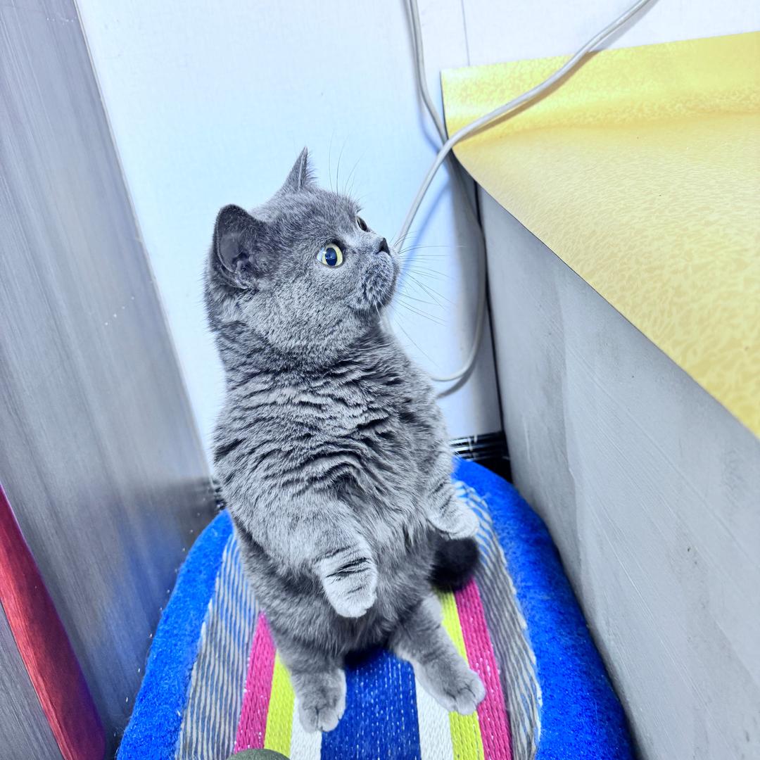 小可爱在这（高盛）