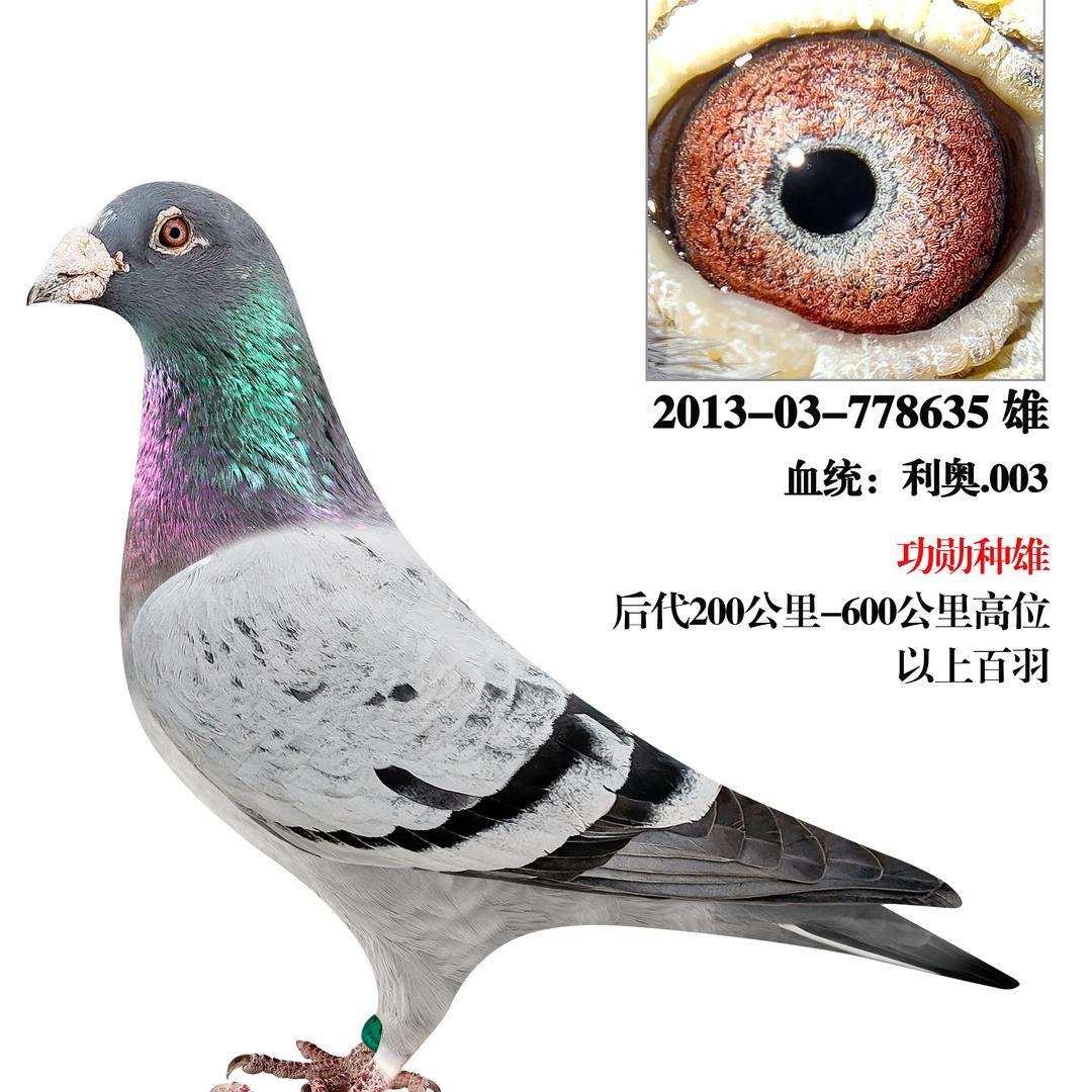 御风鸽舍