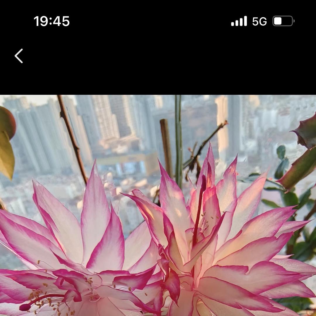 芊纤～商贸