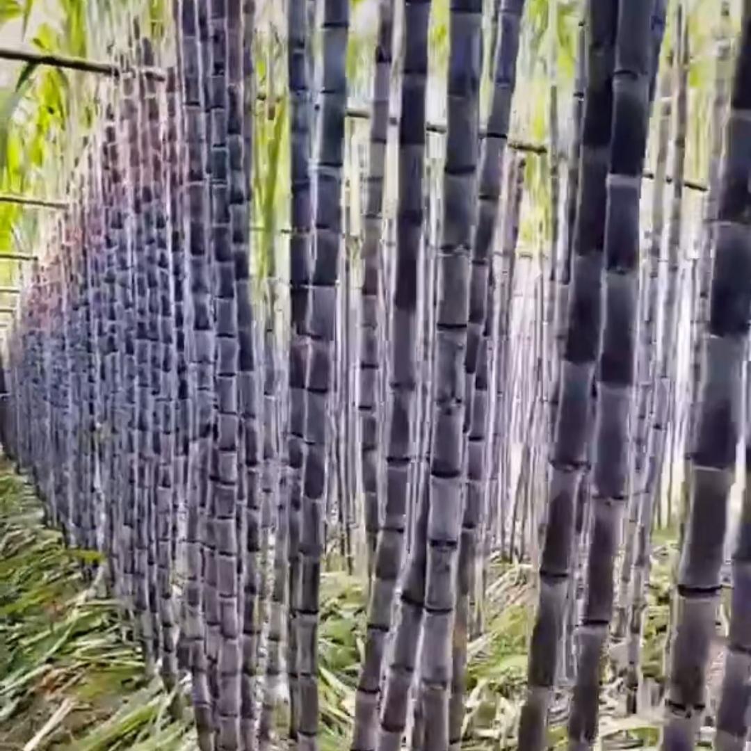 粤北大种佬