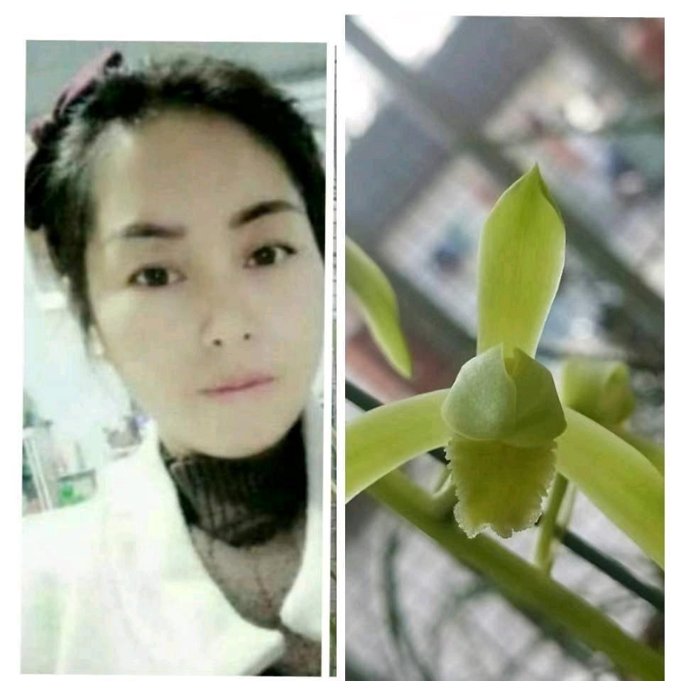 栾川陈艳蕙兰