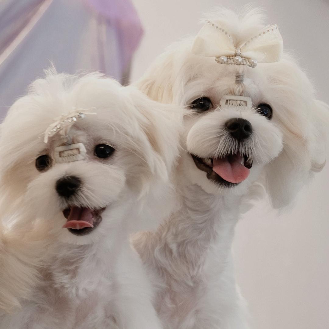 襄阳秋十鑫宠物®活体专属