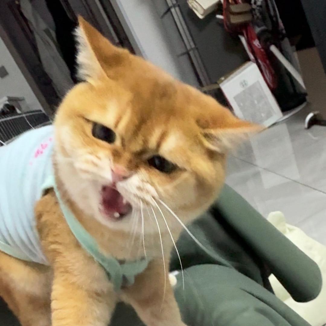 P总有点乖