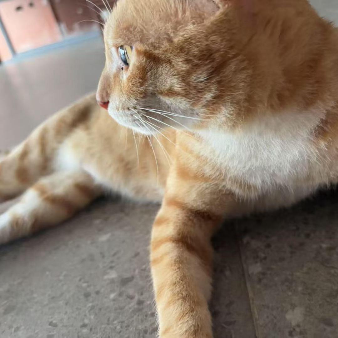 清风a