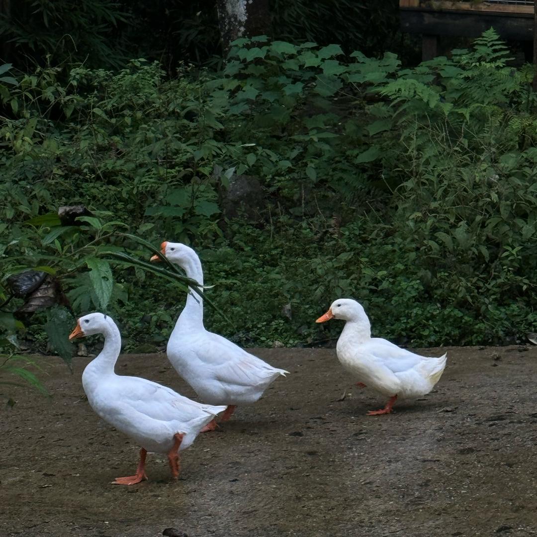 爱吃酸汤