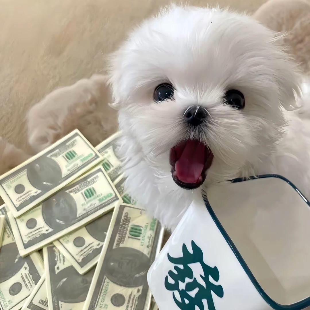 发财沫沫