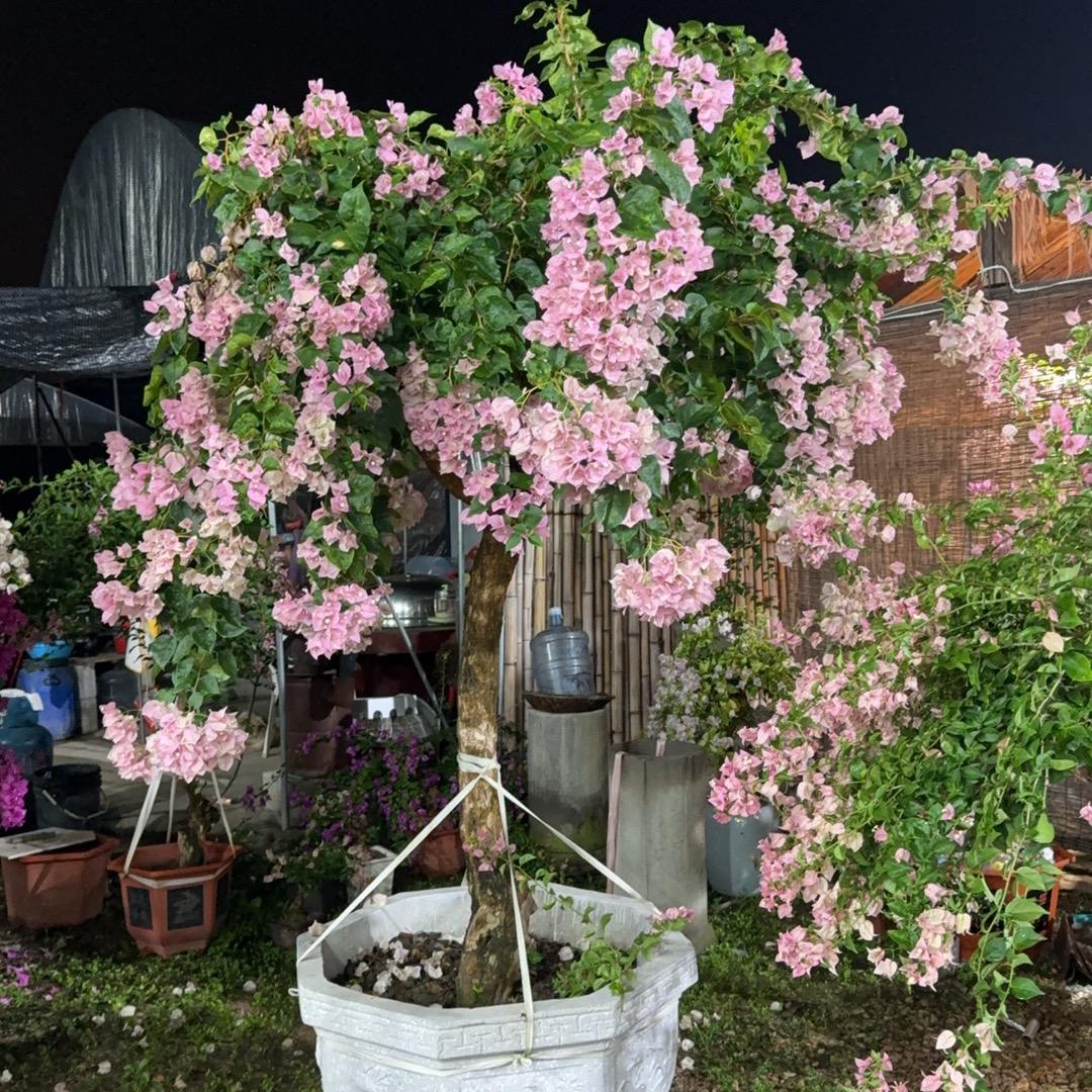 芬芳花卉三角梅园艺