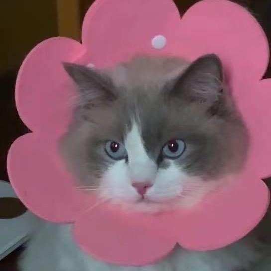 大肥猫的日常