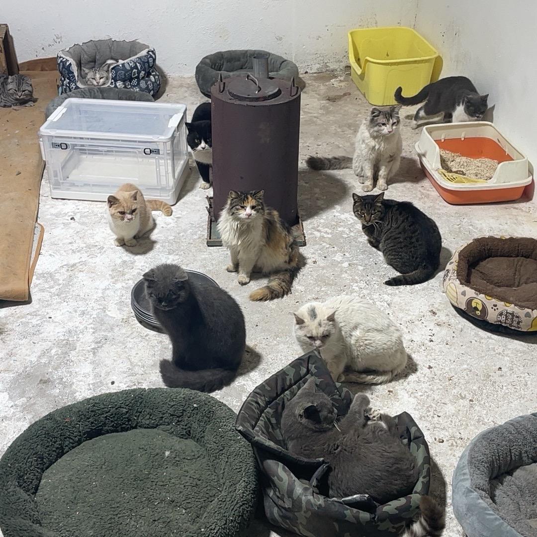 流浪猫和大叔