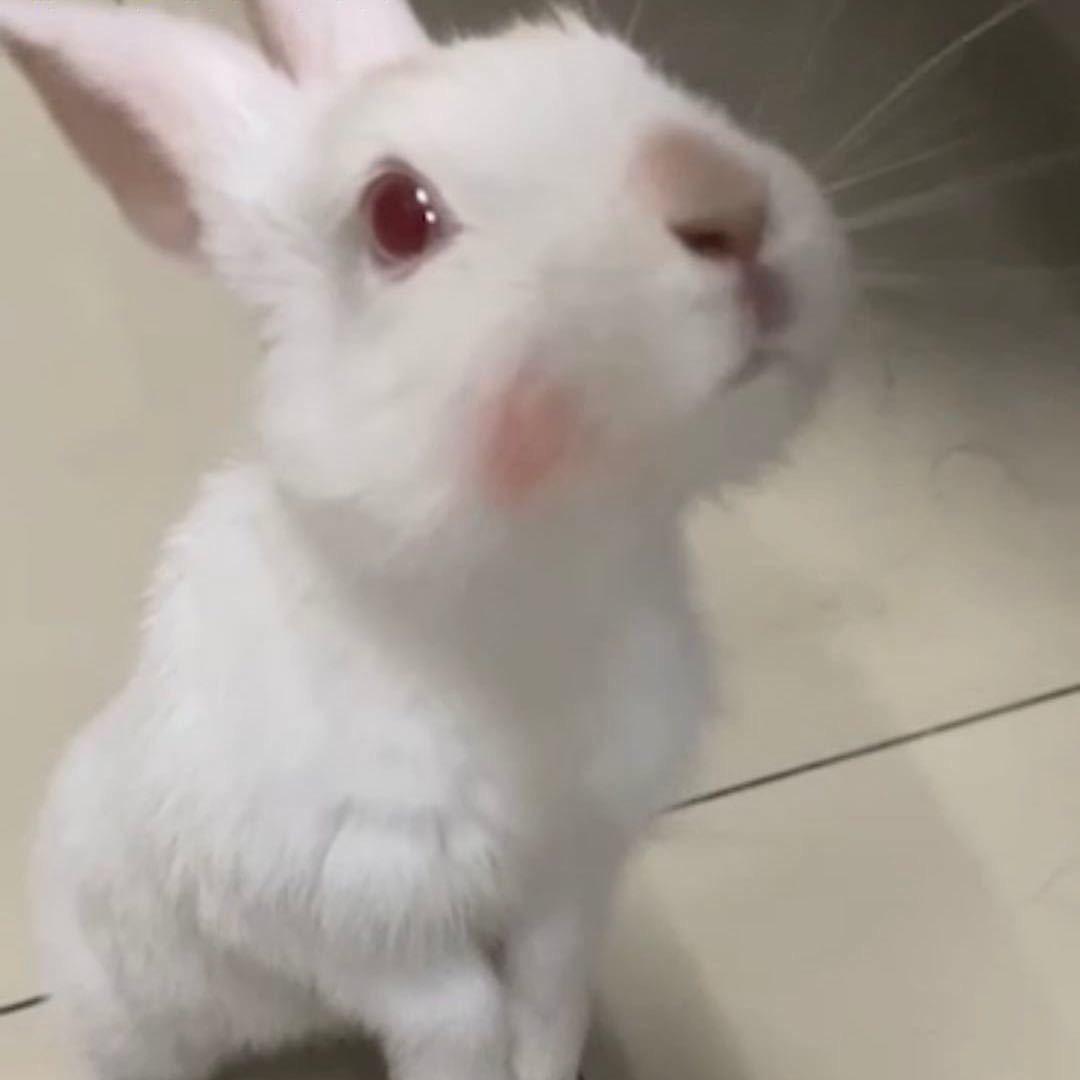 姜来
