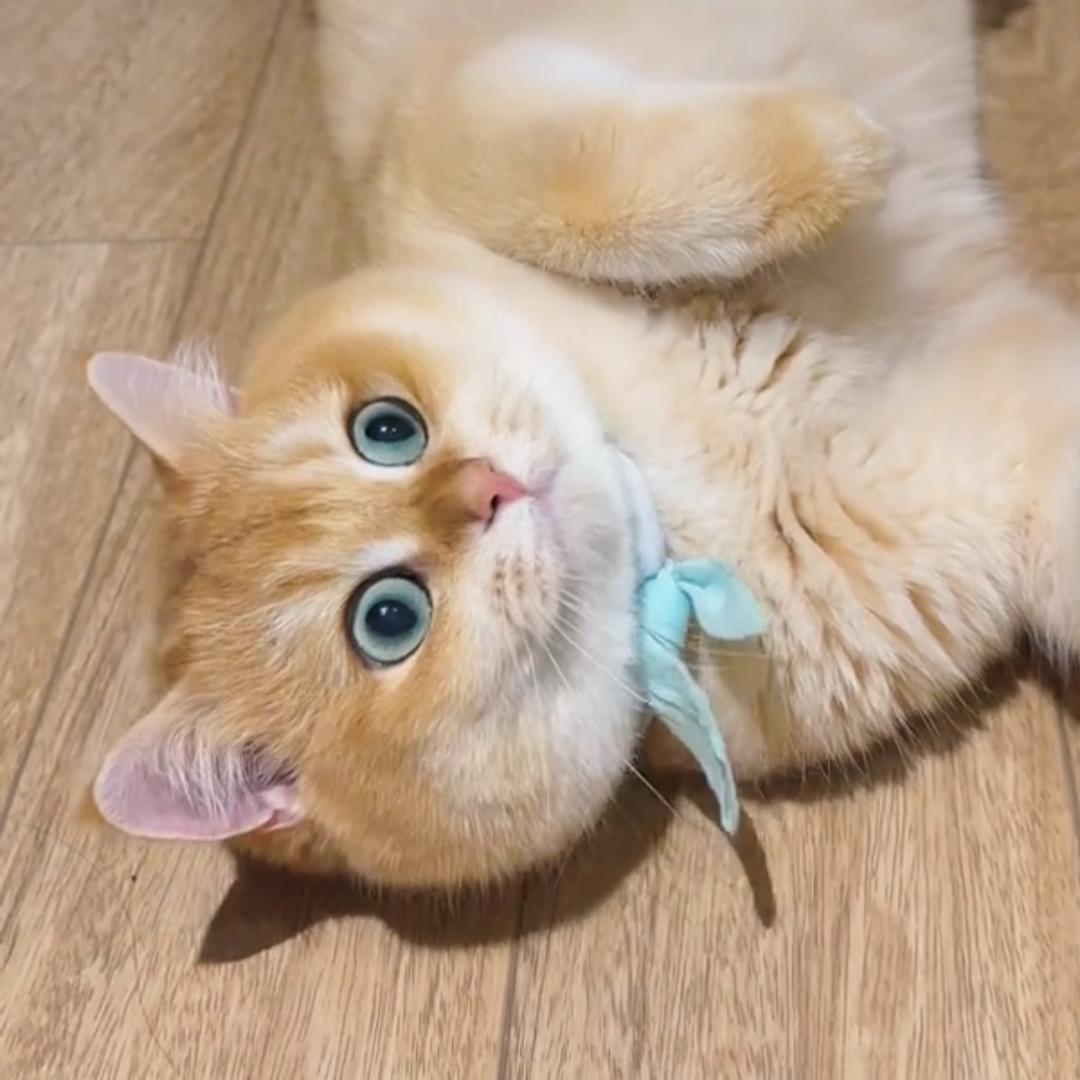 大饱是只金渐层