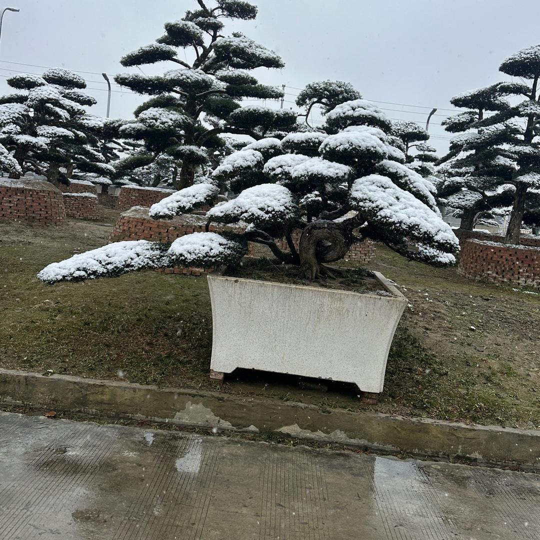 罗汉松 黑松 雅香园林