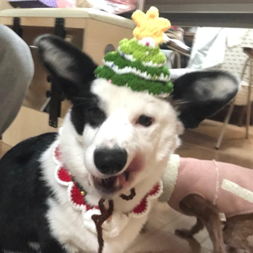 I'm an old old 帅 man