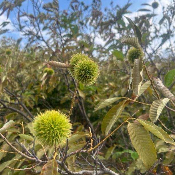蒙阴轻轻松鲜果铺子