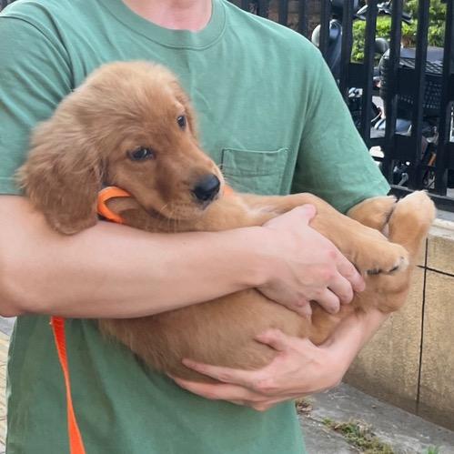 金条是只快乐小狗