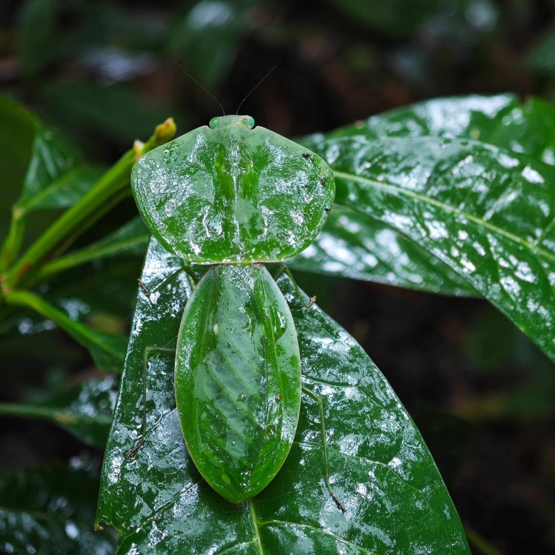 桌宠霸兽精灵🍀