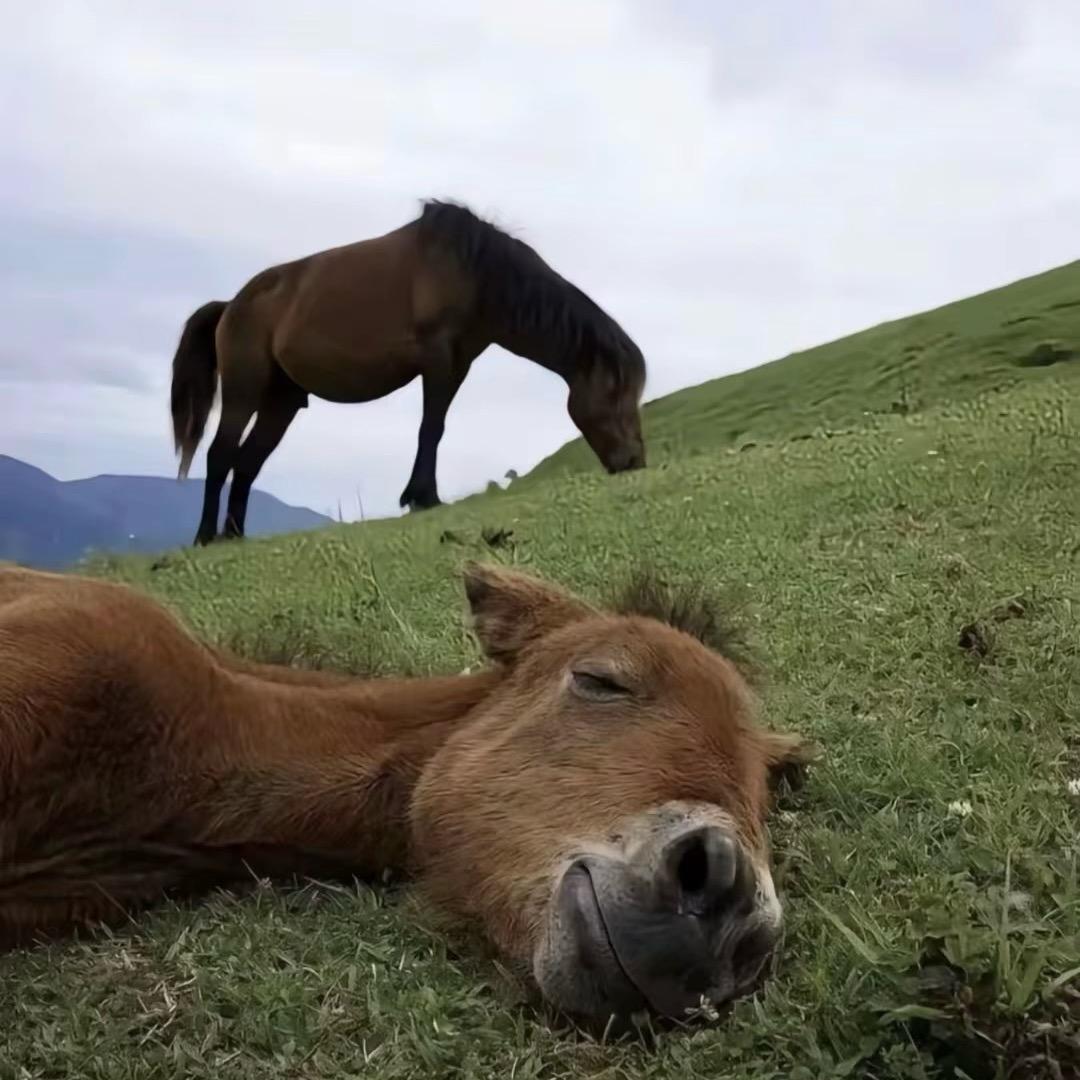 挣点钱都交了养老保险小心翼翼活着等退休版