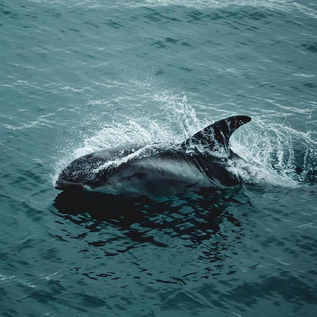 华军商行ttfsdghdhg直播号