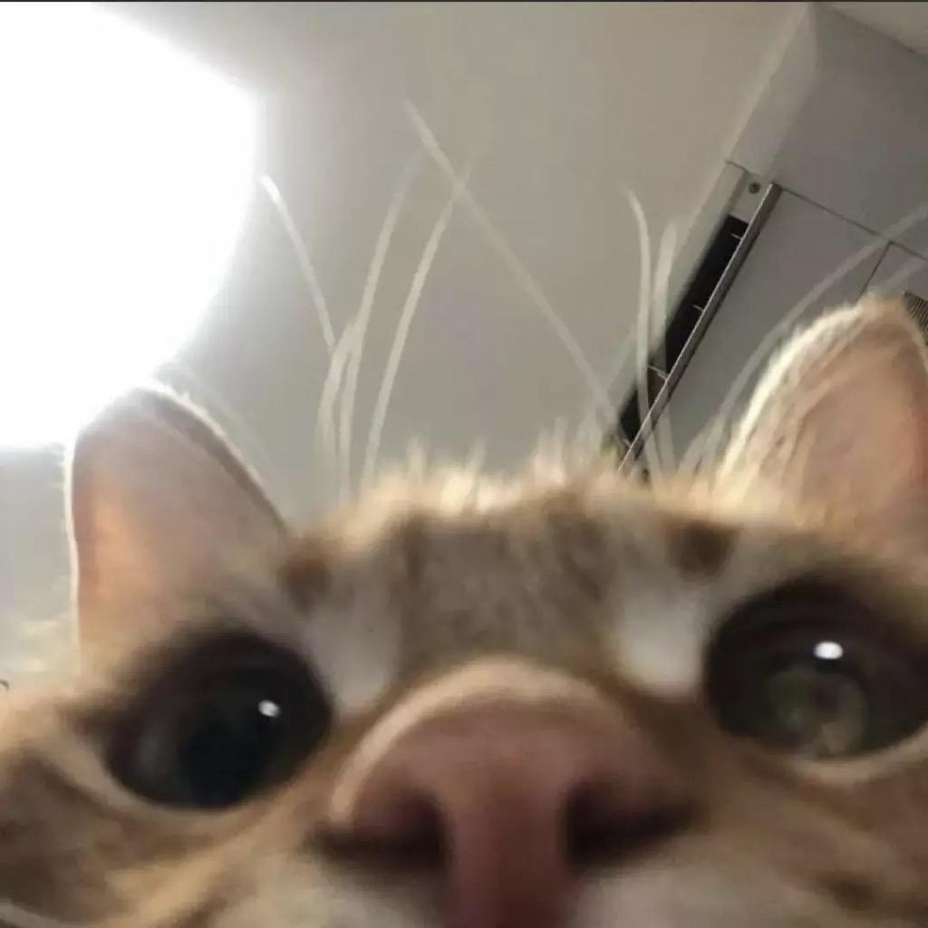 顾飞