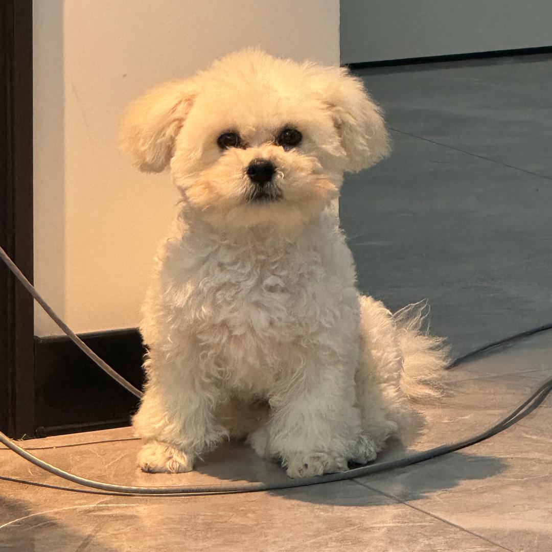 柠檬（永恒之塔2）剑星