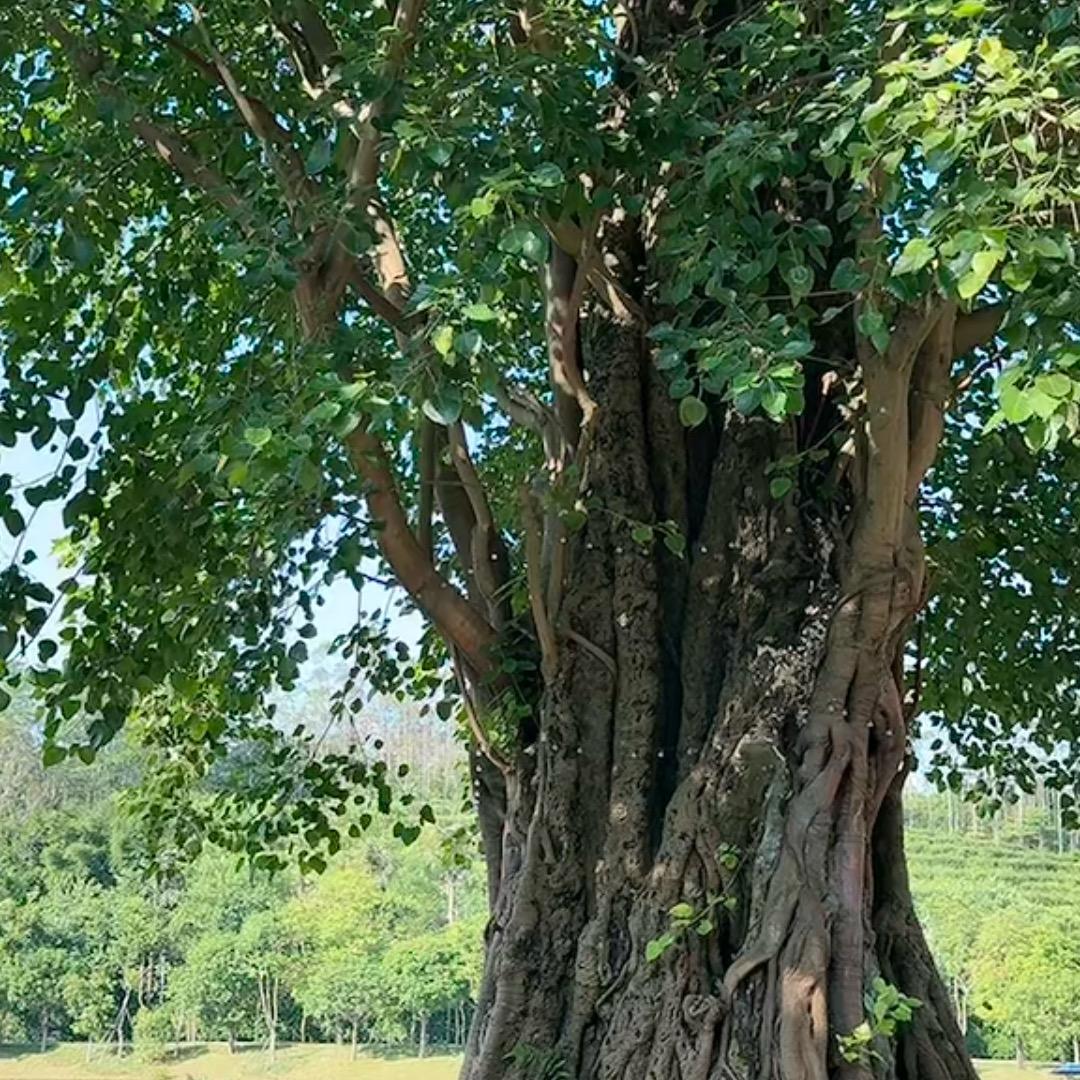 霞霞姐穿搭
