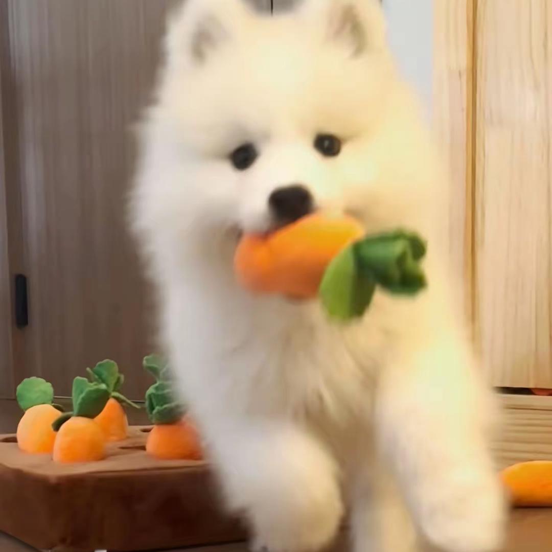 🐶