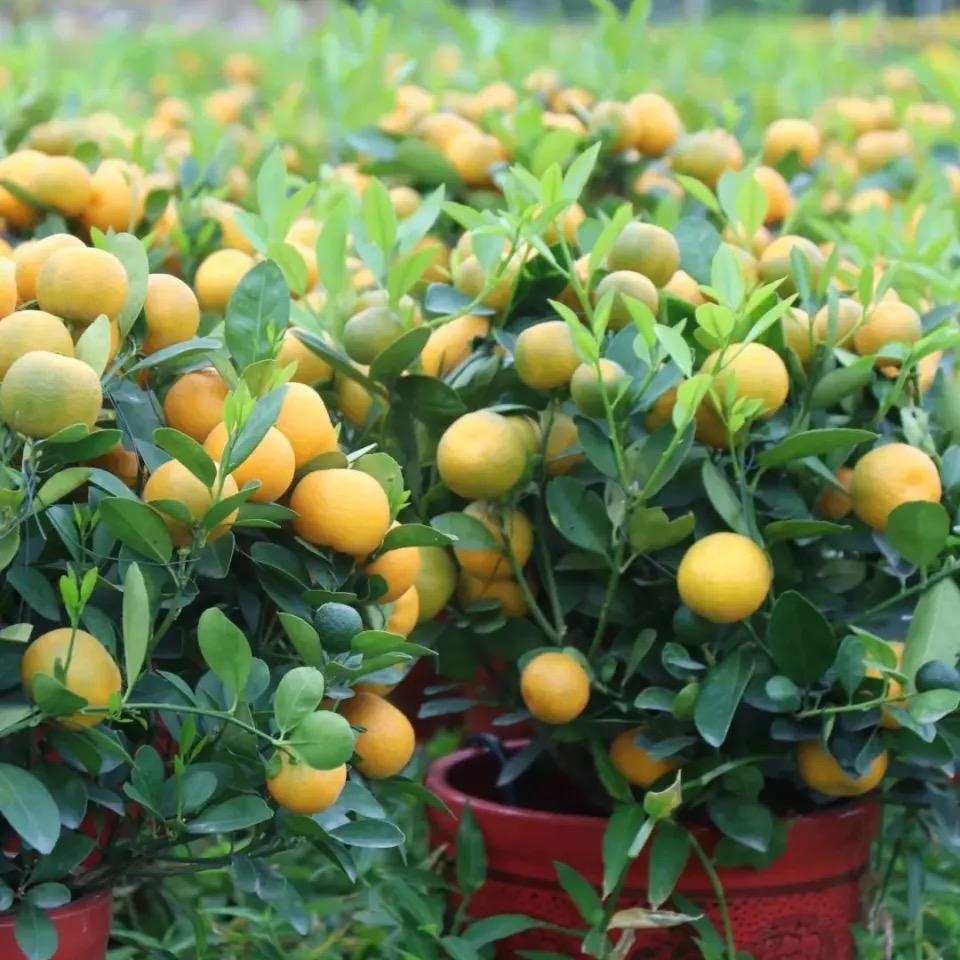 何姐绿植种植基地