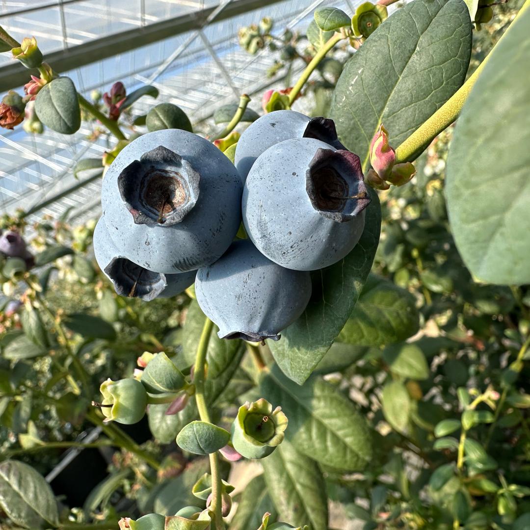 四季惠果苗蕾蕾