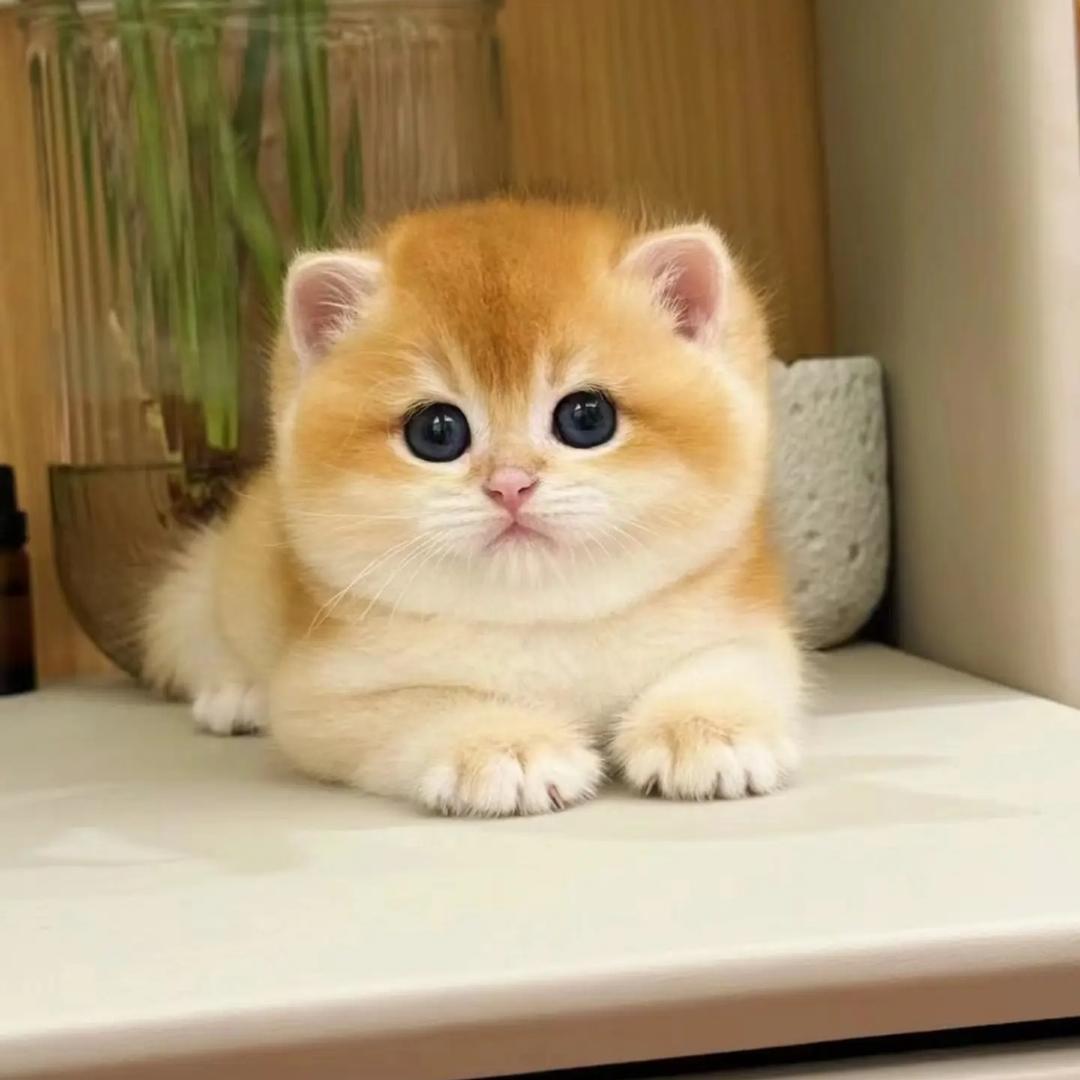 小彤宠物猫直播号