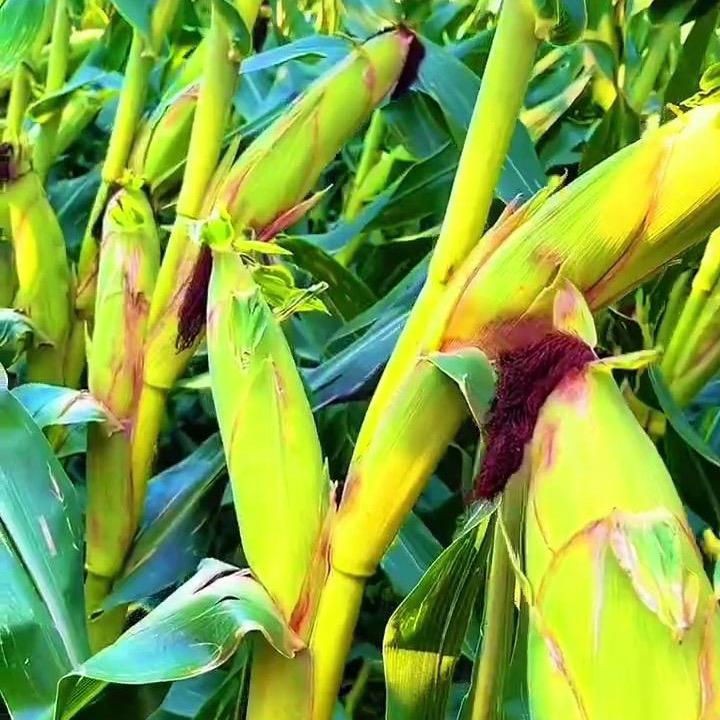 高产大棒王