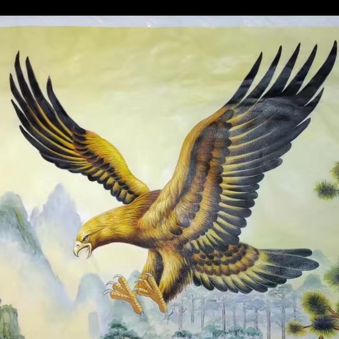 老鹰🦅