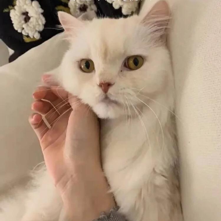 一杯子潮礼集