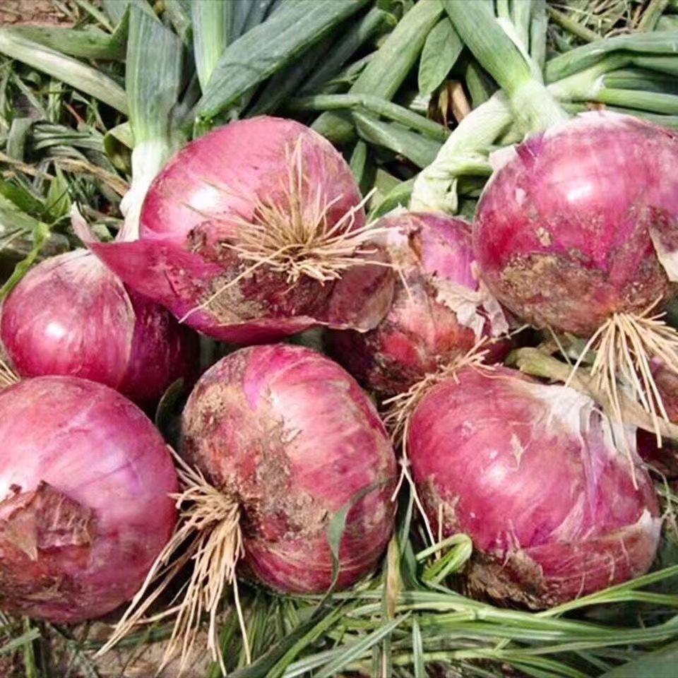 阿杰洋葱大蒜