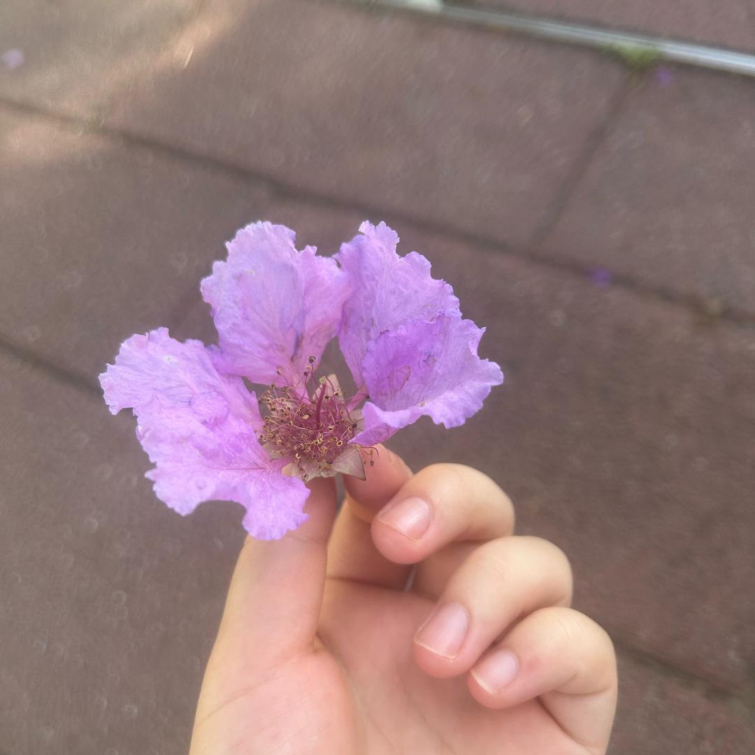 娃