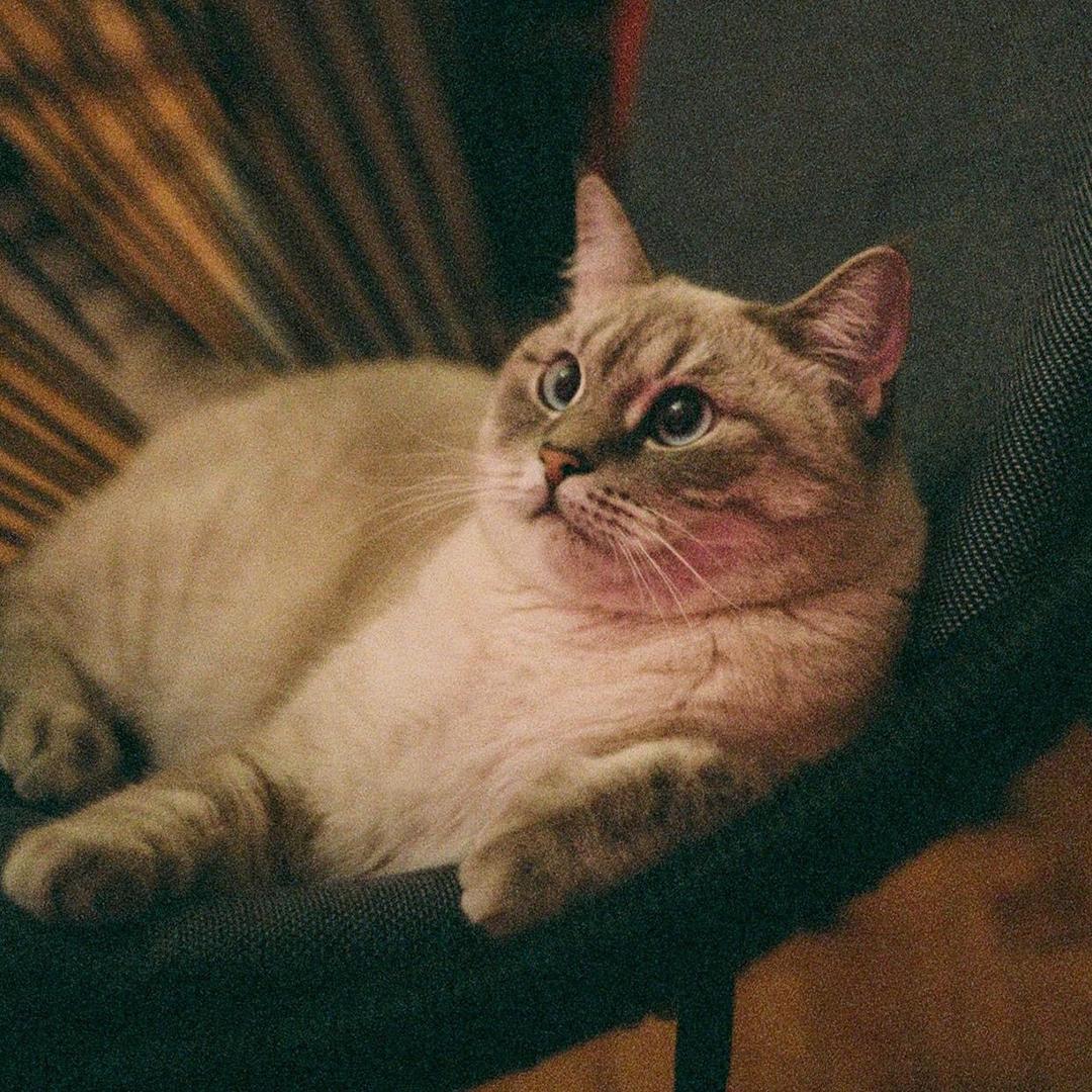 🐾阿铥🐈头像