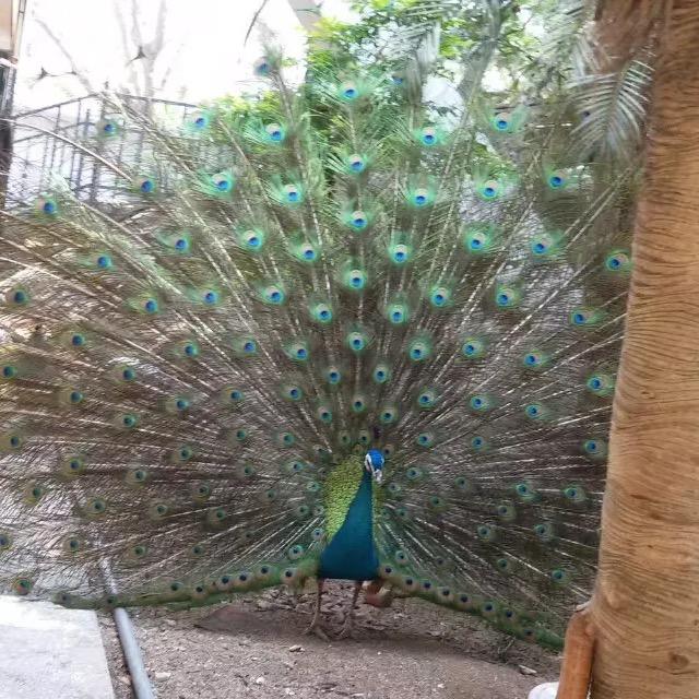 小俊俊@小泽泽(日常)