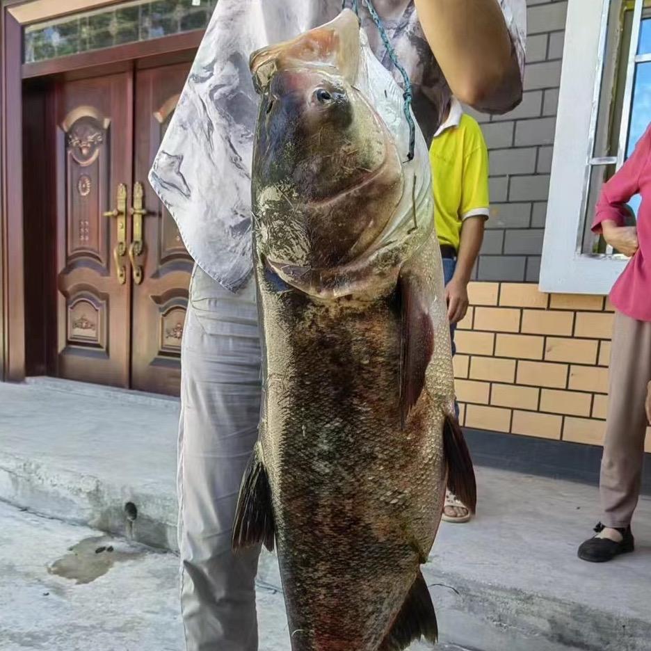 童霸路亚🎣