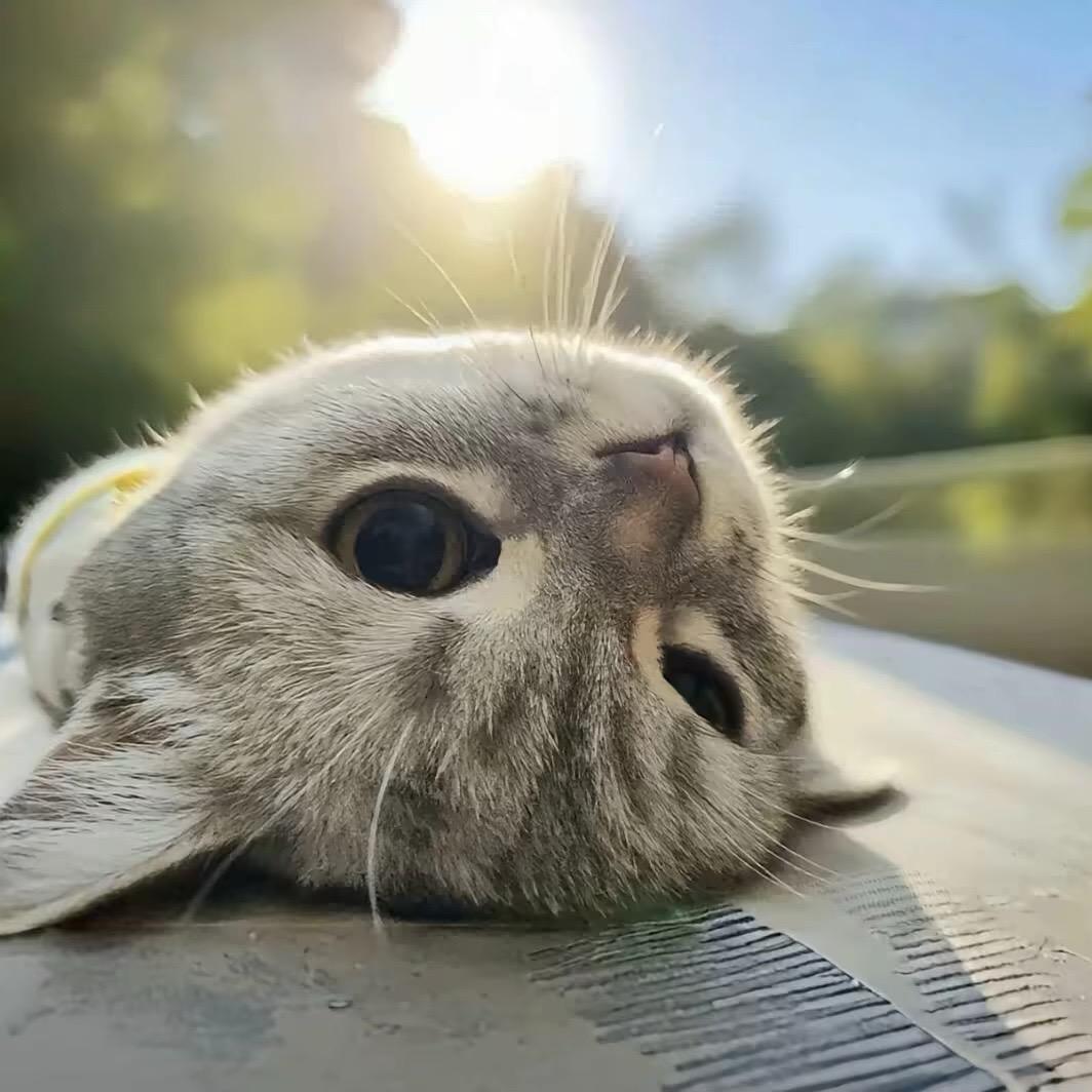 无敌可爱暴龙战士