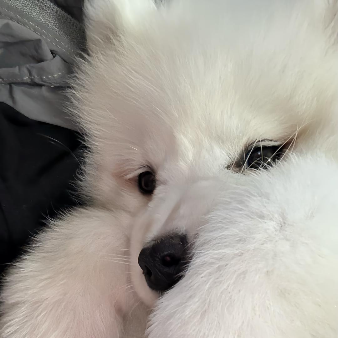 _yxx