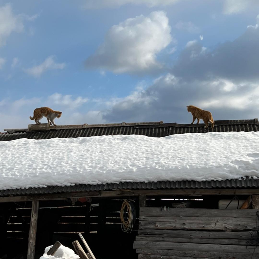 小兴安岭猫王@抖音
