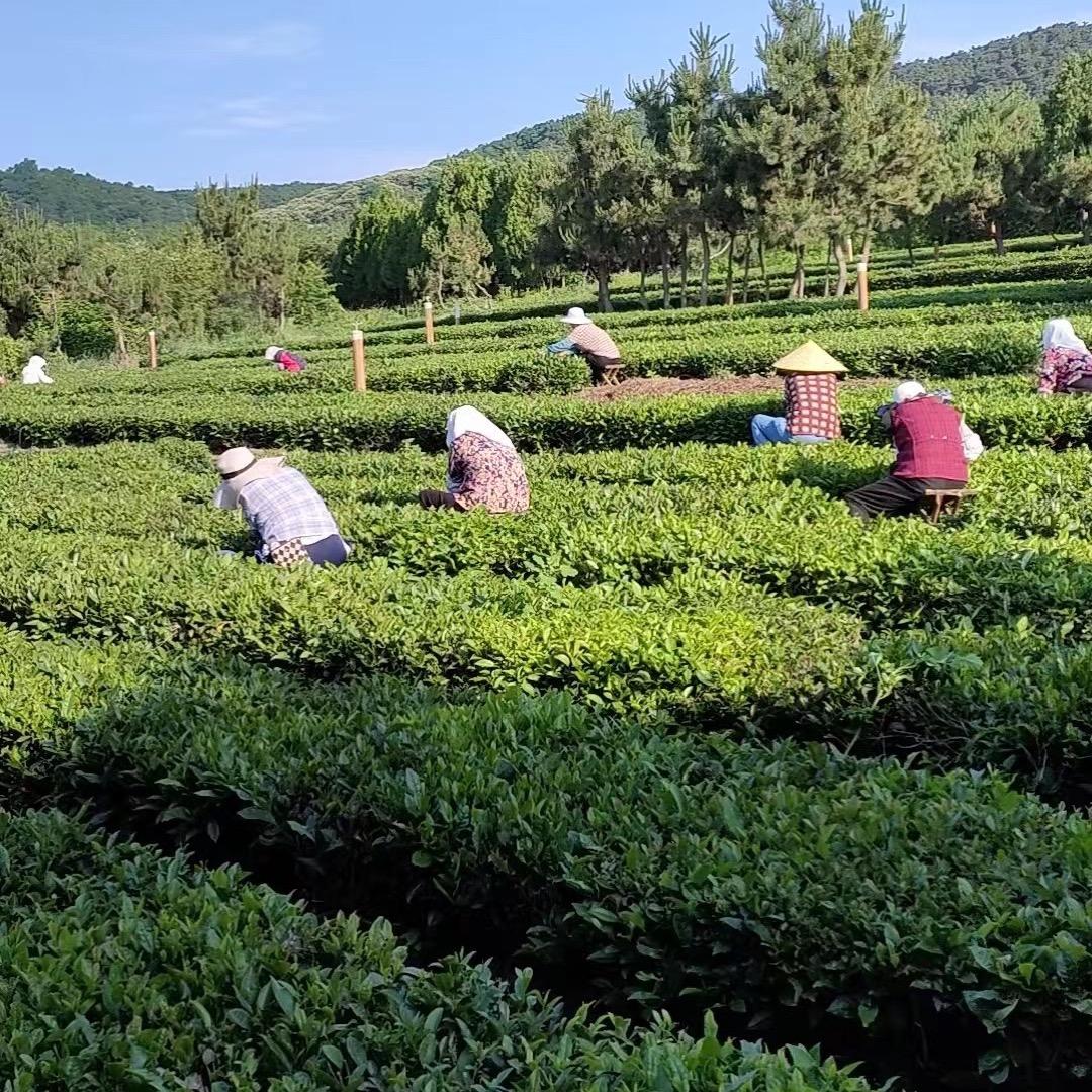 彦青茶荟