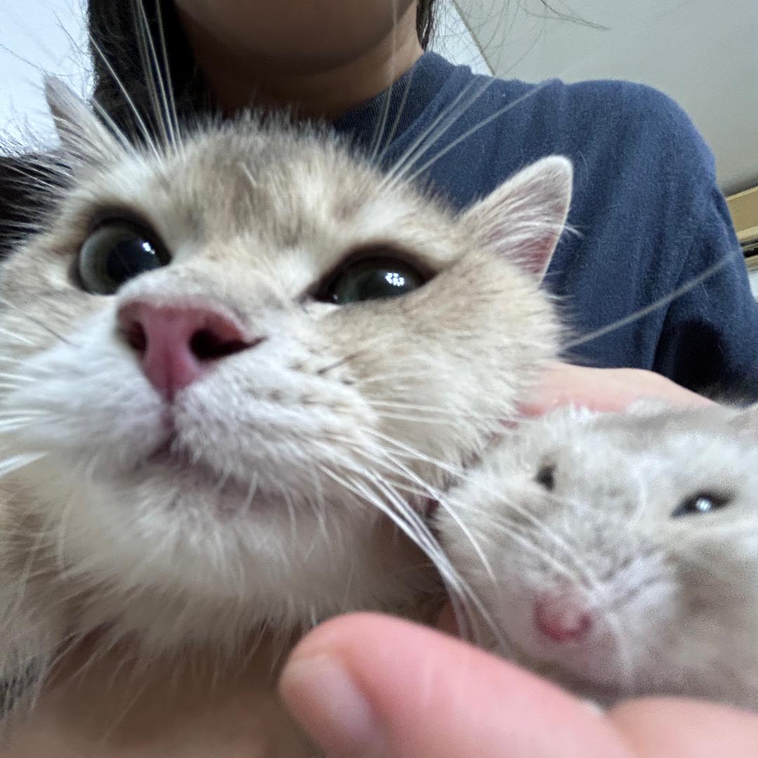 包包是猪肉包