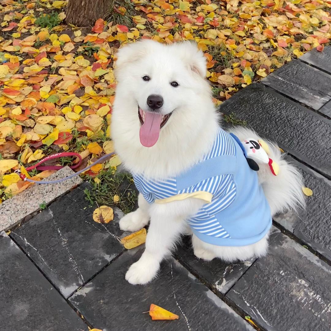 铁蛋回来吃饭啦