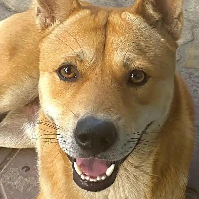 小刘有狗